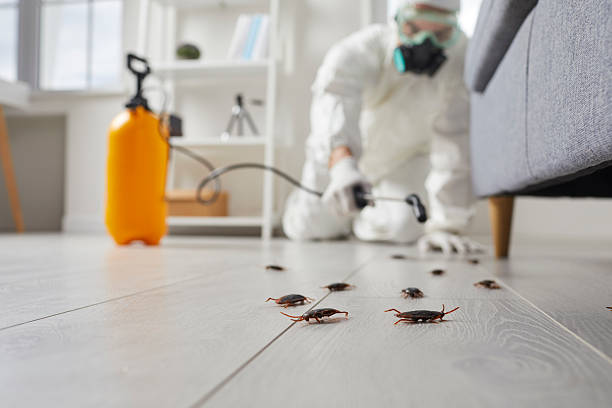 Trusted Cockroach Control service in Dresser, WI - Nex Pest Control